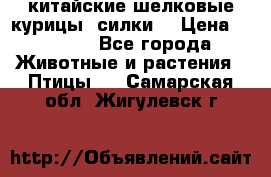 китайские шелковые курицы (силки) › Цена ­ 2 500 - Все города Животные и растения » Птицы   . Самарская обл.,Жигулевск г.